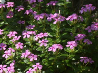 �t�F�A���[�X�^�[�i�j�`�j�`�\�E�j