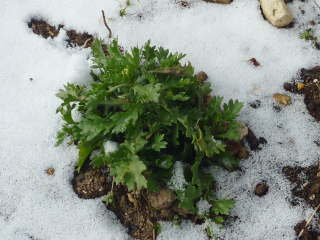 ��ɑς���A�����c�i�m�[�X�|�[���j