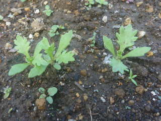 ���ڂ��i�m�[�X�|�[���j