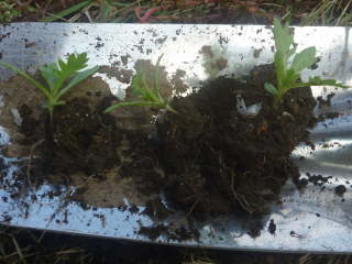 ���ڂ��̈ڐA�i�m�[�X�|�[���j