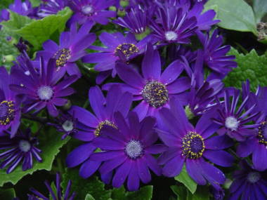 �T�C�l���A�i���j