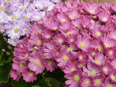 �T�C�l���A�i�s���N�j