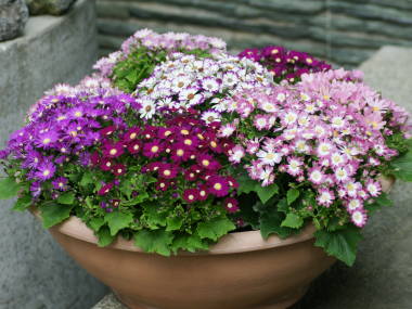 �T�C�l���A�̑S��