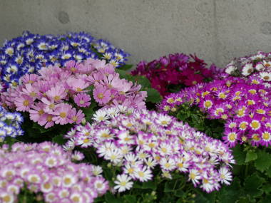 ��R�̃T�C�l���A