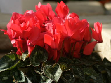 �V�N������