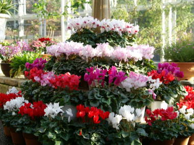 ��R�̃V�N������