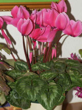 �V�N������