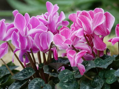 �V�N������