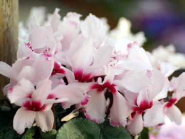 �V�N�������i���j