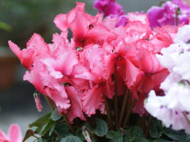 �t�����W�炫