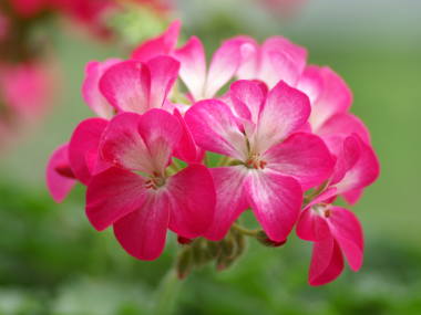 �[���j�E���i�s���N�j