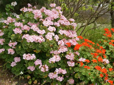 ��A���̃[���j�E��