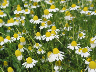 �W���[�}���J���~�[��