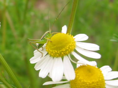 �W���[�}���J���~�[��