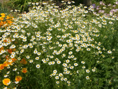 �W���[�}���J���~�[���̑S��