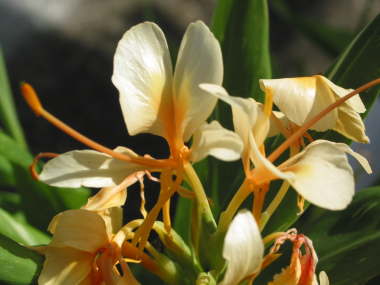 �W���W���[�����[