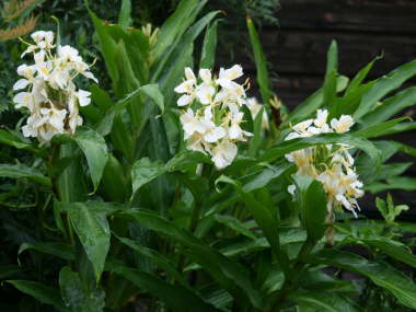 �W���W���[�����[