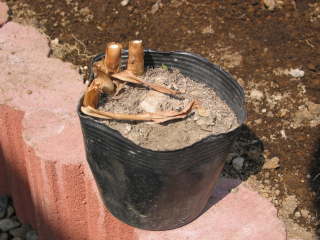 �|�b�g�c(�W���W���[�����[)