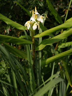 �c�̐A���t������J��(�W���W���[�����[)