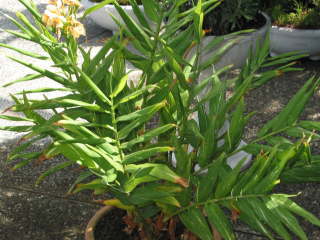 ���A���i�W���W���[�����[�j