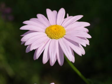 �W���`���E�M�N�i���F�j