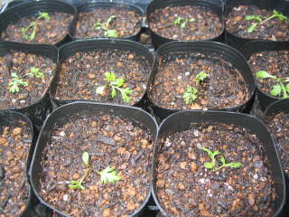 �|�b�g�ɉ��A���i�W���`���E�M�N�j