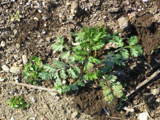 �A���t���i�W���`���E�M�N�j