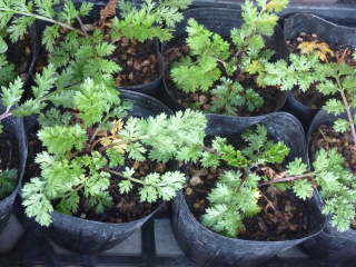 �|�b�g�c�i�W���`���E�M�N�j