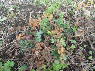 �~�ɗt�����񂾁i�W���`���E�M�N�j