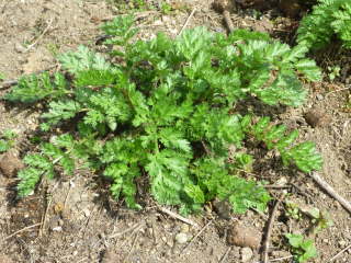 �t�ɗt���΂�n�߂�i�W���`���E�M�N�j