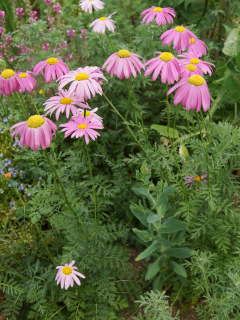 �W���`���E�M�N�̊J��