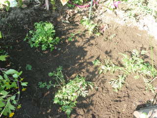 ��������̐A���t���i�W���`���E�M�N�j