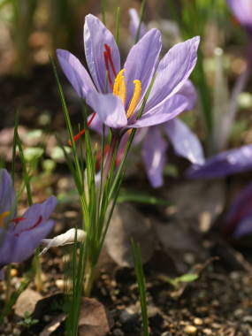 �T�t�����̑S��