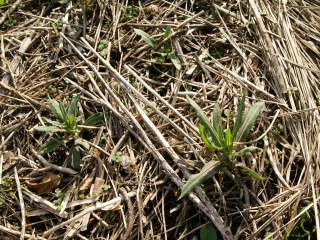 ���悯�i�T�|�i���A�E�o�b�J���A�j