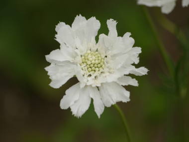 �R�[�J�T�X�}�c���V�\�E�i���j