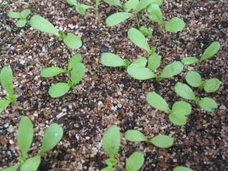 �X�J�r�I�T�̎�܂�