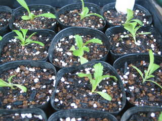 �X�J�r�I�T�̉��A��