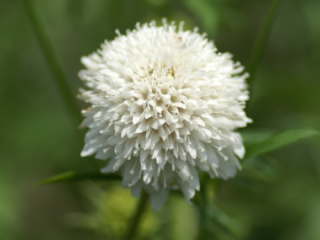 �Z�C���E�}�c���V�\�E