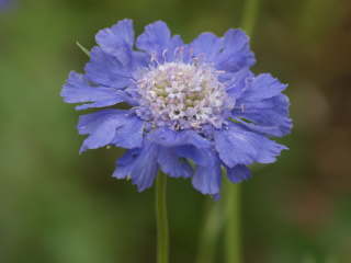 �R�[�J�T�X�}�c���V�\�E�i�j