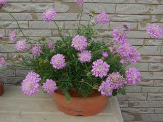 �X�J�r�I�T�E�R�����o���A