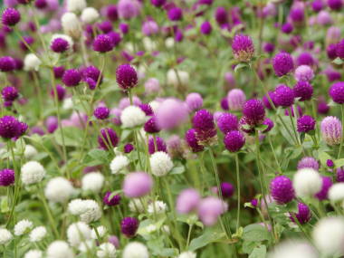 �Z���j�`�R�E�i���Ȃǁj