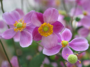 �V���E���C�M�N