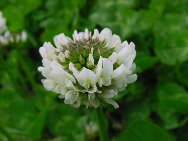 �V���c���N�T�i���F�j