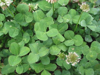 �V���c���N�T�̗t