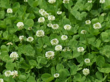 �V���c���N�T�̉�