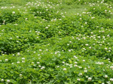 ��R�̃V���c���N�T