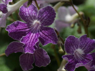 �X�g���v�g�J�[�p�X�i���[�b�g�^�C�v�j