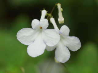 �X�g���v�g�J�[�p�X�i�L�s��E���ԁj