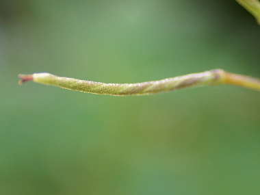 �X�g���v�g�J�[�p�X�̔P���ꂽ��