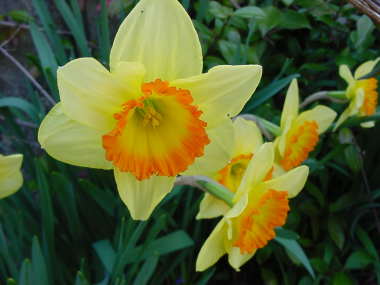 �X�C�Z�� �i����j